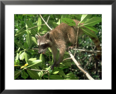 Raccoon, Colombian Caribbean by Aldo Brando Pricing Limited Edition Print image