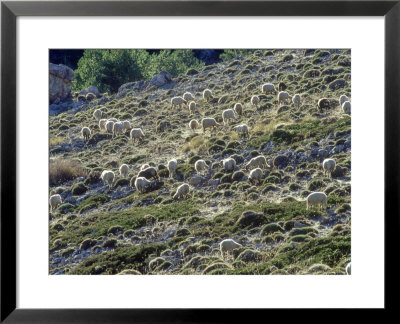 Sheep, Herd Feeding On Meadow, Andalucia, Spain by Olaf Broders Pricing Limited Edition Print image
