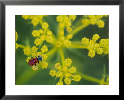 Beetle On Umbel Flower, Spain by Olaf Broders Pricing Limited Edition Print image
