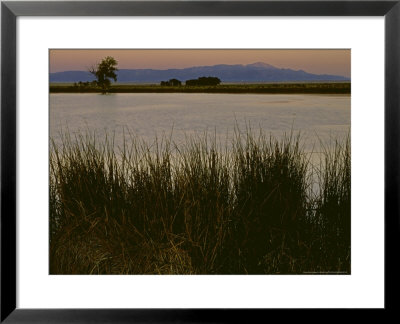 Sunrise Light On A Pond At Chico Basin Ranch, Colorado by Willard Clay Pricing Limited Edition Print image