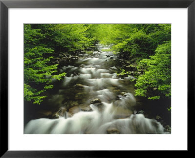The Middle Prong Of The Little River In Late Spring, Tennessee, Usa by Willard Clay Pricing Limited Edition Print image
