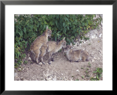 Ibex, Young Ibex Playing, Switzerland by David Courtenay Pricing Limited Edition Print image