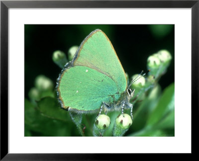 Green Hairstreak, East Sussex by Larry Crowhurst Pricing Limited Edition Print image