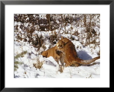 Mountain Lion, Male Courting Female, Rocky Mountains by Daniel Cox Pricing Limited Edition Print image