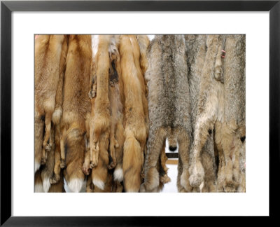 Annual Raw Fur Auction Held By The Alaska Trappers Association, Alaska, Usa by Daniel Cox Pricing Limited Edition Print image
