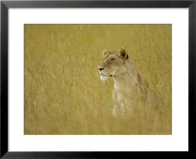 African Lion, Female Sitting In Grass, Kenya, Africa by Daniel Cox Pricing Limited Edition Print image