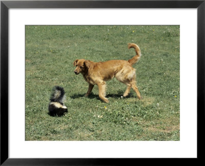 Striped Skunk In Defensive Posture Trying To Spray Dog by Daniel Cox Pricing Limited Edition Print image