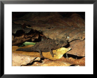 Pygmy Chameleon, Madagascar by Kenneth Day Pricing Limited Edition Print image