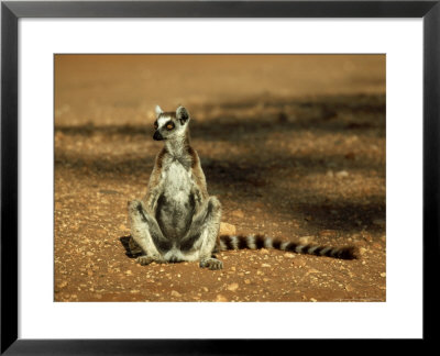 Ring-Tailed Lemur, Sunbathing, Madagascar by Kenneth Day Pricing Limited Edition Print image