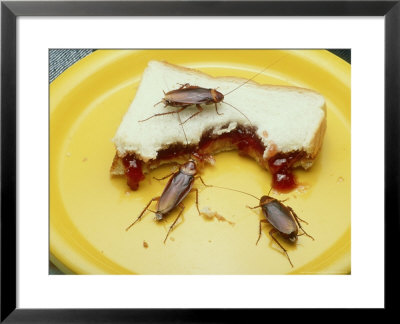 American Cockroach, Periplaneta Americana, Eating Improperly Stored Food by David M. Dennis Pricing Limited Edition Print image