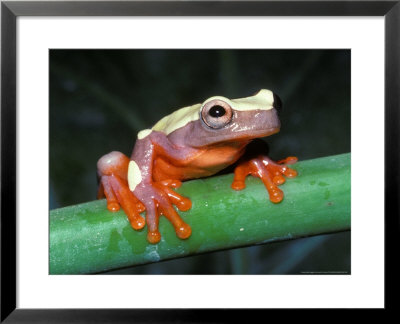 Clown Frog S. America by David M. Dennis Pricing Limited Edition Print image