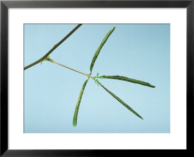 Sensitive Plant, When Touched Leaves Fold by David M. Dennis Pricing Limited Edition Print image