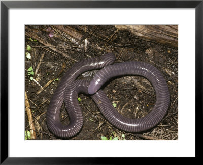Caecilian, Costa Rica by David M. Dennis Pricing Limited Edition Print image