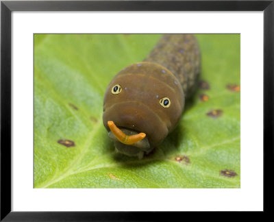 Tiger Swallowtail Butterfly, Caterpillar, North Carolina, Usa by David M. Dennis Pricing Limited Edition Print image