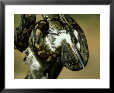 African Python, With Pied Kingfisher Prey, Tanzania by Deeble & Stone Pricing Limited Edition Print image