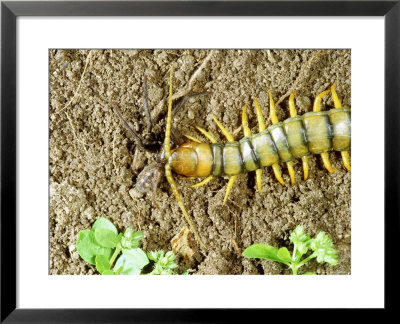 Centipede, Eating A Spider, Portugal by Paulo De Oliveira Pricing Limited Edition Print image