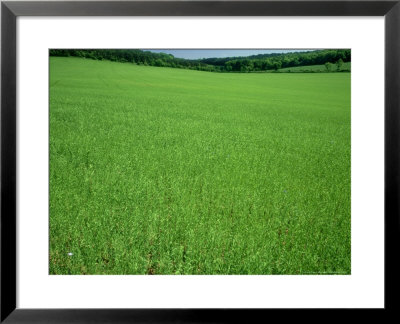 Linseed Field In Spring, England, Uk by Mike England Pricing Limited Edition Print image