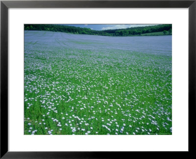 Linseed Field In Summer, England, Uk by Mike England Pricing Limited Edition Print image