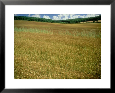 Linseed Field In Autumn, England, Uk by Mike England Pricing Limited Edition Print image