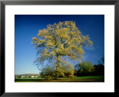Oak In Autumn by Mike England Pricing Limited Edition Print image