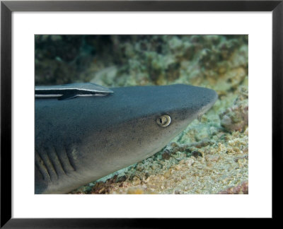 Whitetip Reef Shark, And A Remora, Malaysia by David B. Fleetham Pricing Limited Edition Print image