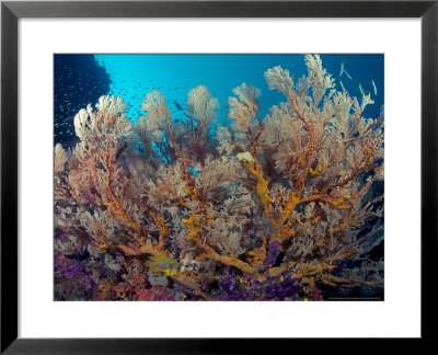 Gorgonian Coral And Reef Scene, Malaysia by David B. Fleetham Pricing Limited Edition Print image