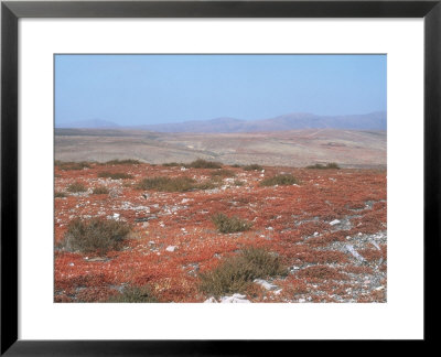 Foothills, Fuerteventura, Canary Isles by David Fox Pricing Limited Edition Print image