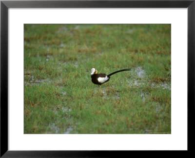 Pheasant-Tailed Jacana, Single, India by Patricio Robles Gil Pricing Limited Edition Print image