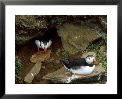 Atlantic Puffin, Pair, Iceland by Patricio Robles Gil Pricing Limited Edition Print image