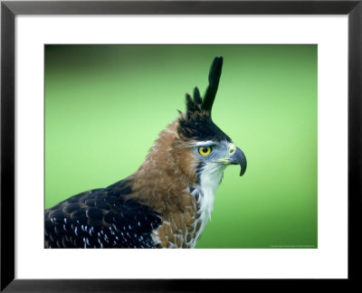 Ornate Hawk-Eagle, Portrait, Mexico by Patricio Robles Gil Pricing Limited Edition Print image