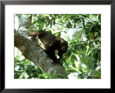 Howler Monkey In Tree, Mexico by Patricio Robles Gil Pricing Limited Edition Print image
