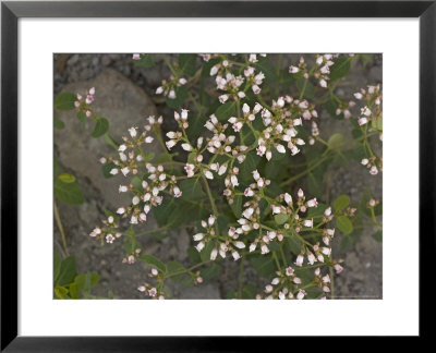 Apocynum Androsaemifolium, Usa by Bob Gibbons Pricing Limited Edition Print image