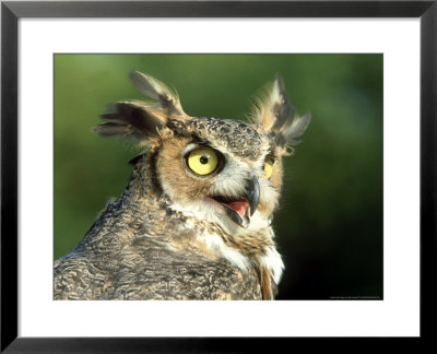 Great Horned Owl, Bubo Viginianus Close Up Portrait, Calling, Usa by Mark Hamblin Pricing Limited Edition Print image
