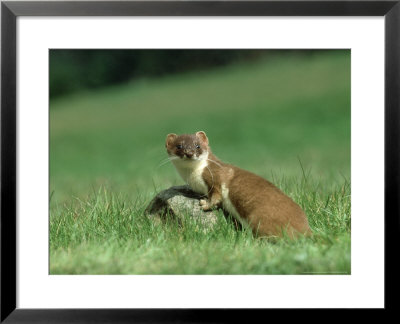 Stoat, Adult On Rock In Meadow by Mark Hamblin Pricing Limited Edition Print image