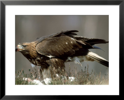 Golden Eagle On Ground, Scotland, Uk by Mark Hamblin Pricing Limited Edition Print image