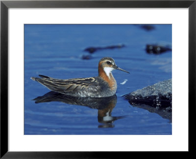 Red Necked Phalarope by Mark Hamblin Pricing Limited Edition Print image