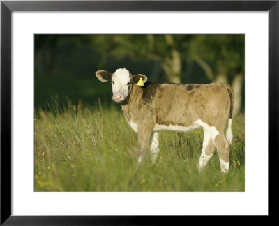 Calf In Field In Late Summer, Scotland by Mark Hamblin Pricing Limited Edition Print image