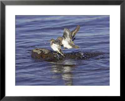 Common Sandpiper, Pair Preparing To Copulate, Scotland by Mark Hamblin Pricing Limited Edition Print image