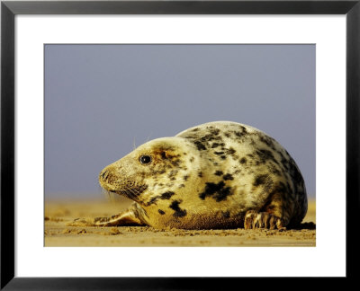 Grey Seal, Portrait Of Adult Female On Sand Bar (Breeding Grounds), Uk by Mark Hamblin Pricing Limited Edition Print image