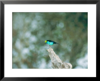 Paradise Tanager, Part Of Mixed Species Flock Feeding, Peruvian Amazon by Mark Jones Pricing Limited Edition Print image
