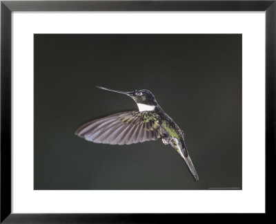 Collared Inca, West Slope Cloud Forest, Lower Tandyapa Valley, Ecuador by Mark Jones Pricing Limited Edition Print image