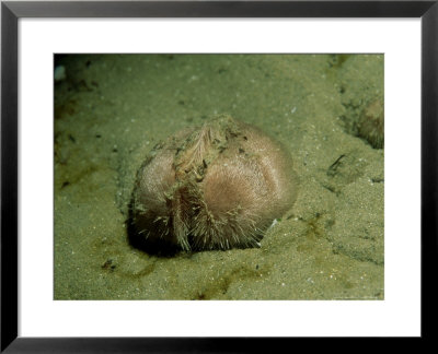 Sea Potato Or Heart Urchin, North Wales, Uk by Paul Kay Pricing Limited Edition Print image