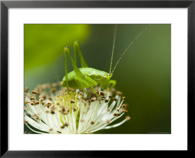 Speckled Bush-Cricket, Feeding On Stamens Of Bramble Flower, Middlesex, Uk by Elliott Neep Pricing Limited Edition Print image