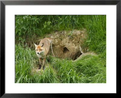 Red Fox, Beside Den Entrance, Sussex, Uk by Elliott Neep Pricing Limited Edition Print image