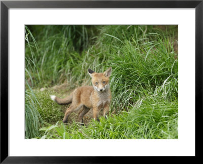 Red Fox, Solitary Fox Cub On Grassy Bank, Sussex, Uk by Elliott Neep Pricing Limited Edition Print image