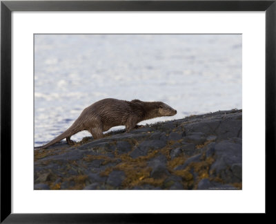 European Otter, Female Otter Running On Dark Bedrock On The Loch Shore, Scotland by Elliott Neep Pricing Limited Edition Print image