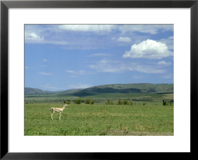 Grants Gazelle, Buck In Habitat, Kenya by Stan Osolinski Pricing Limited Edition Print image