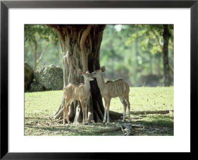 Greater Kudu, Juveniles, Zoo Animal by Stan Osolinski Pricing Limited Edition Print image