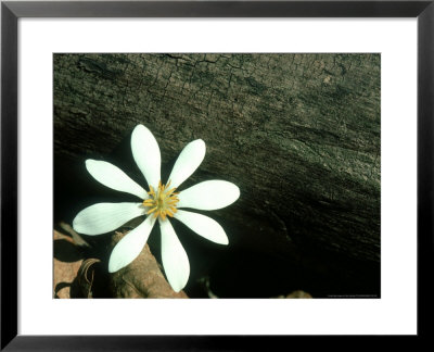 Bloodroot, Michigan by Stan Osolinski Pricing Limited Edition Print image