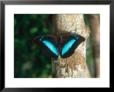 Banded King Shoemaker, Aviary Animal by Stan Osolinski Pricing Limited Edition Print image